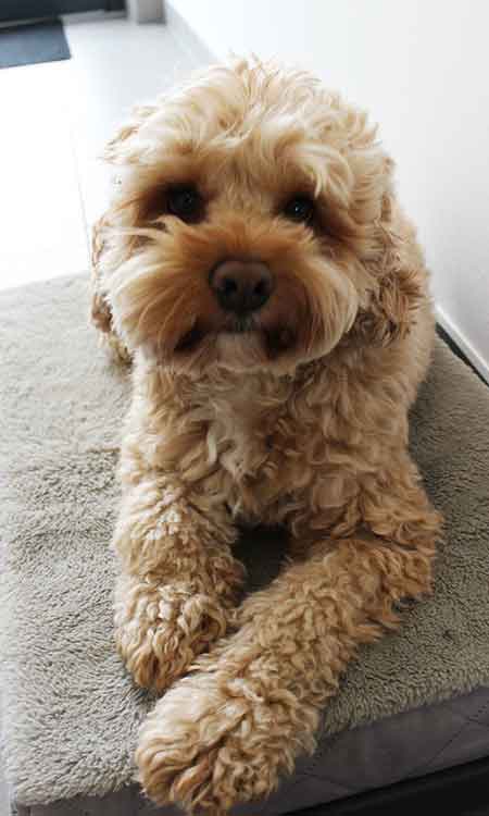 Louie